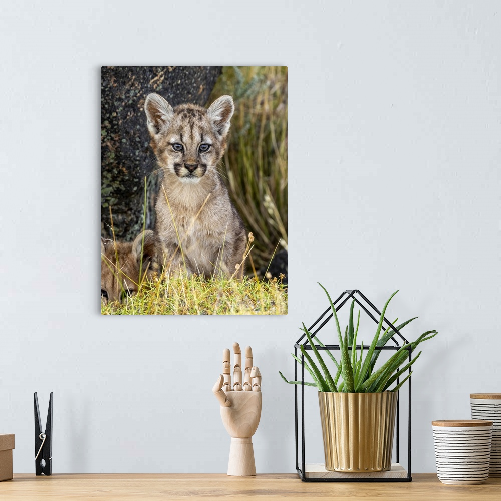 A bohemian room featuring Puma or South American cougar (Puma concolor concolor), Cub, Patagonia, Chile