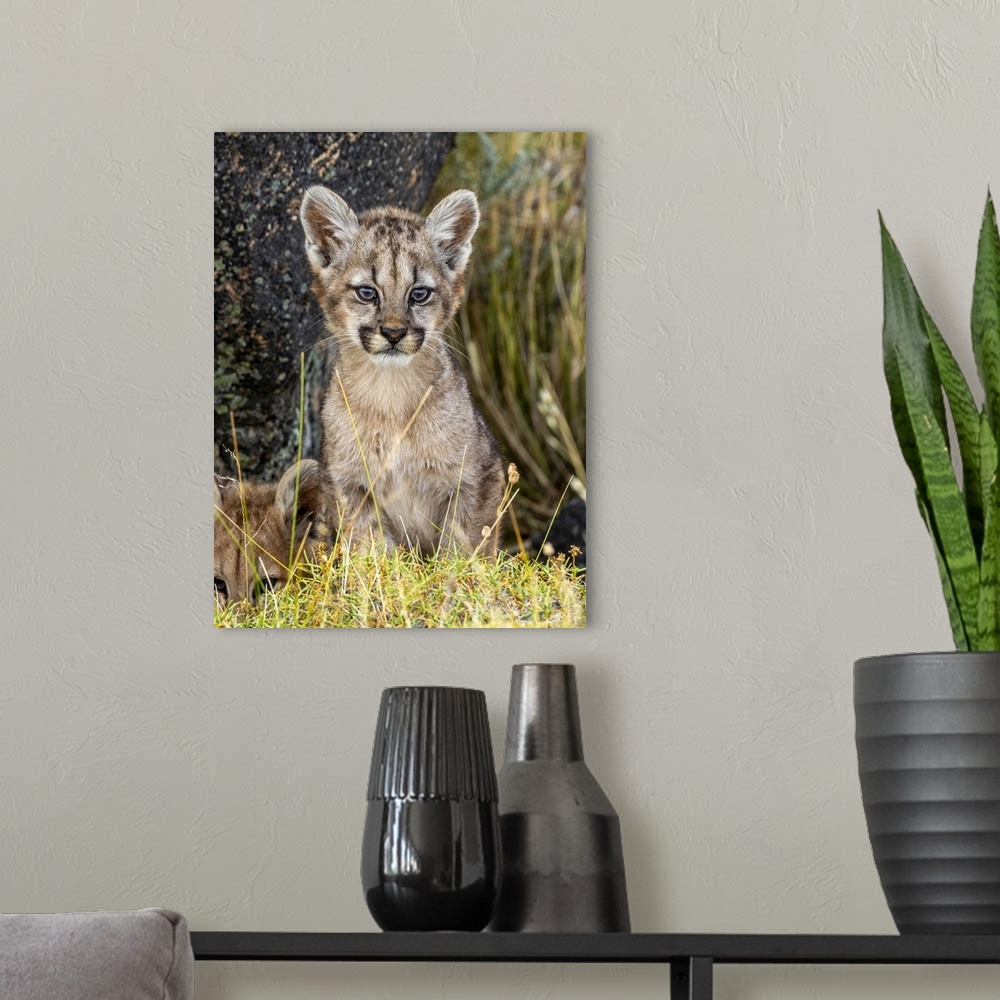 A modern room featuring Puma or South American cougar (Puma concolor concolor), Cub, Patagonia, Chile