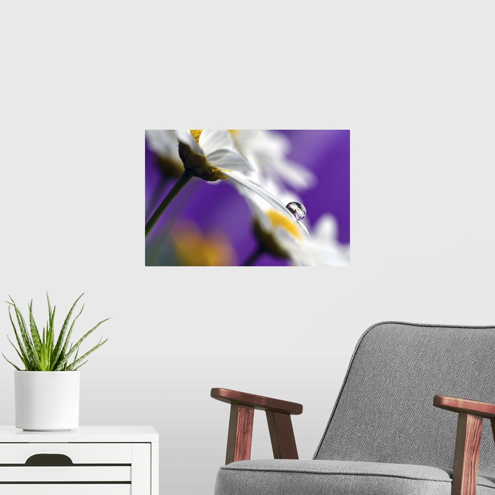 A modern room featuring A photograph of a white flower with a water droplet hanging from the end of one of its petals.
