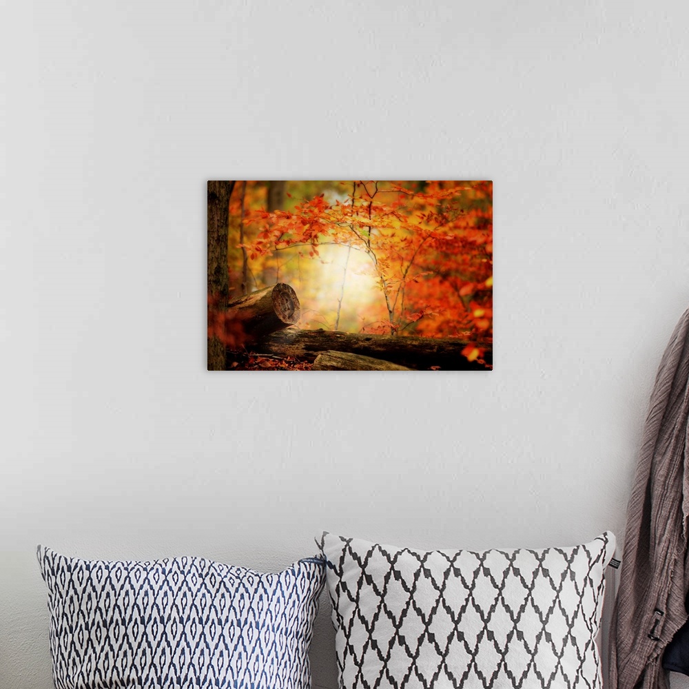 A bohemian room featuring Bright forest in autumn