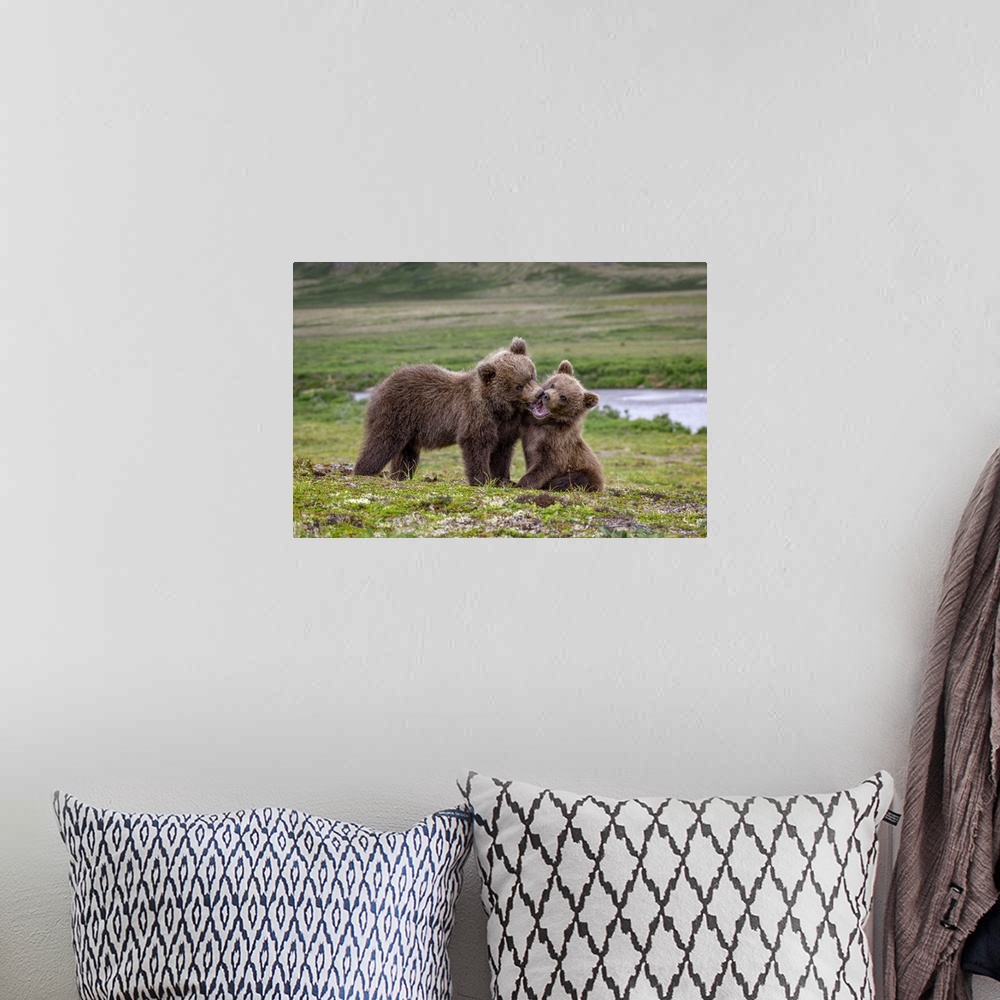 A bohemian room featuring Brown bear cubs at play, Katmai National Park, Alaska, USA