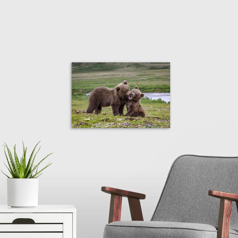 A modern room featuring Brown bear cubs at play, Katmai National Park, Alaska, USA