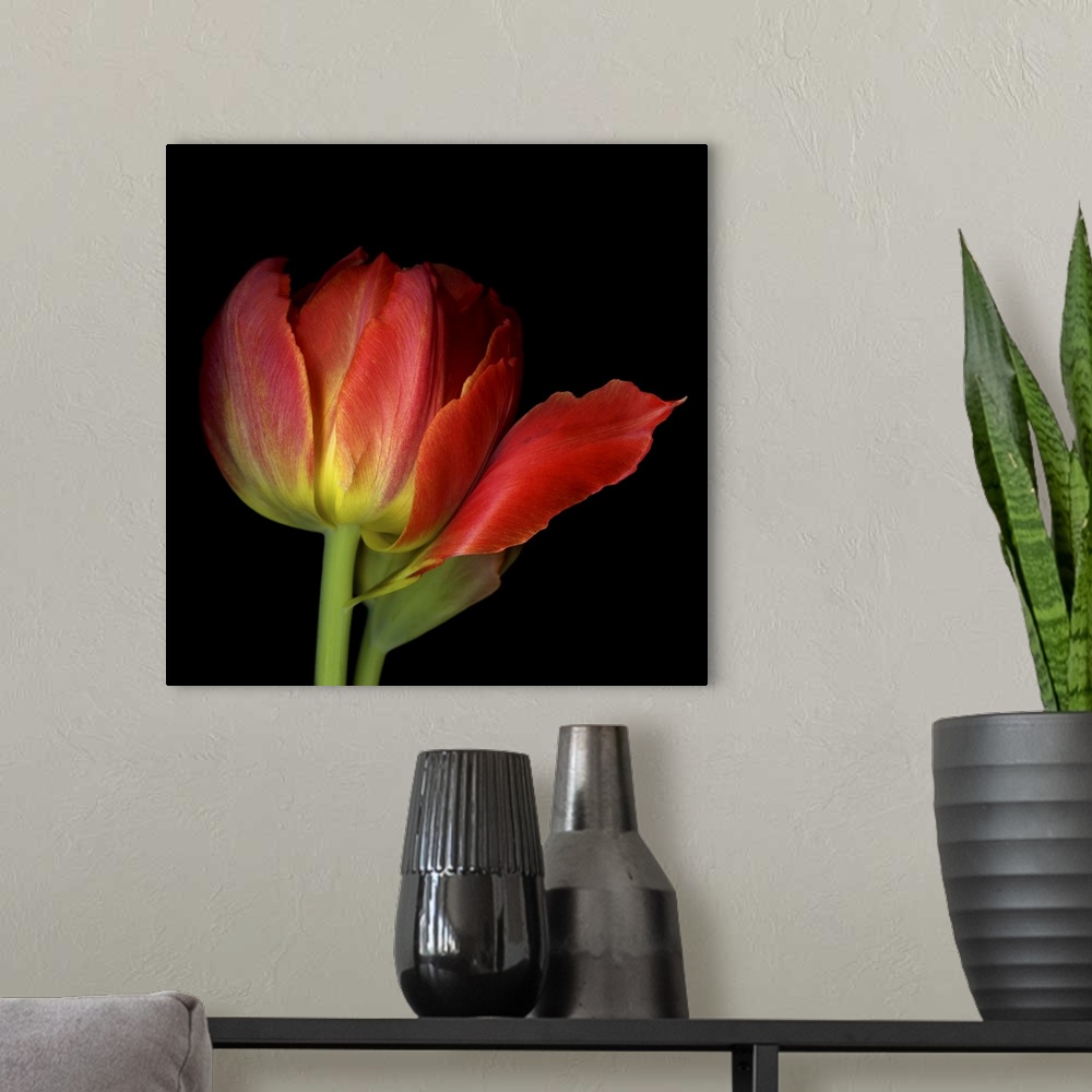 A modern room featuring Double red tulip
