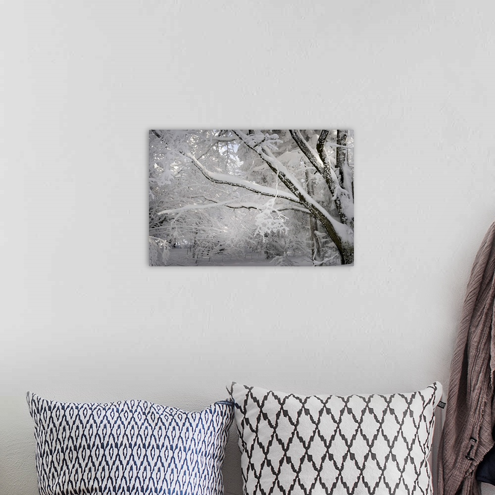 A bohemian room featuring A photograph of a forest covered in fresh snowfall.