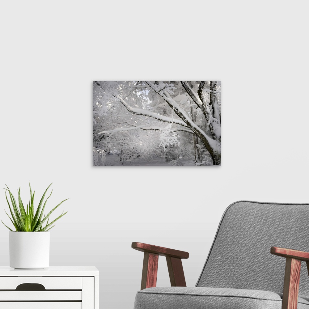 A modern room featuring A photograph of a forest covered in fresh snowfall.