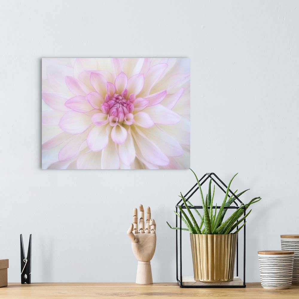 A bohemian room featuring Close-up of a blooming Dahlia.