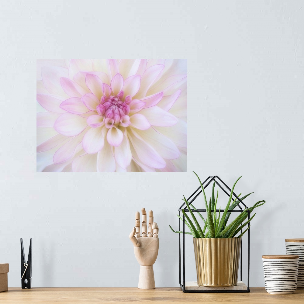 A bohemian room featuring Close-up of a blooming Dahlia.