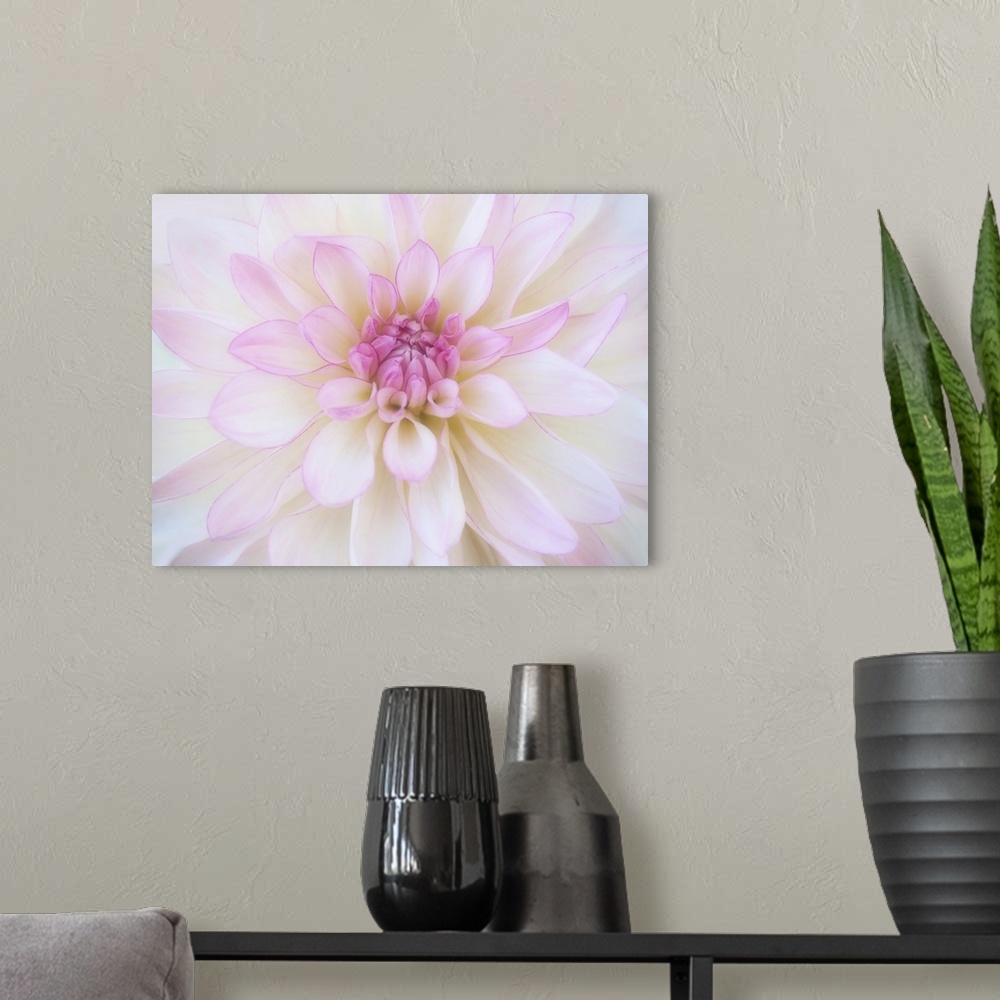 A modern room featuring Close-up of a blooming Dahlia.
