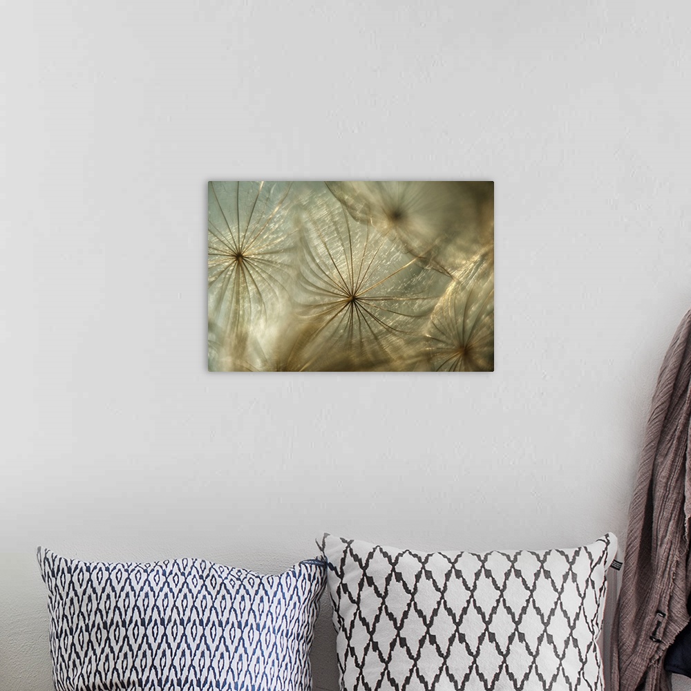 A bohemian room featuring Photo of seeds from Tragapogon taken in backlight.