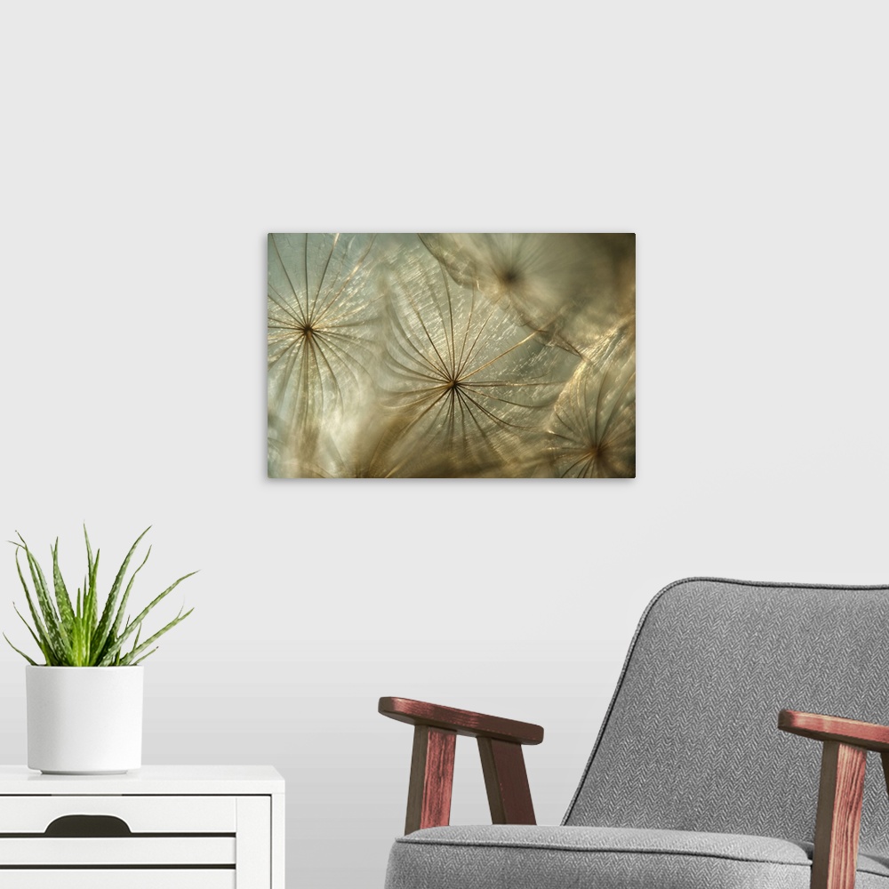 A modern room featuring Photo of seeds from Tragapogon taken in backlight.