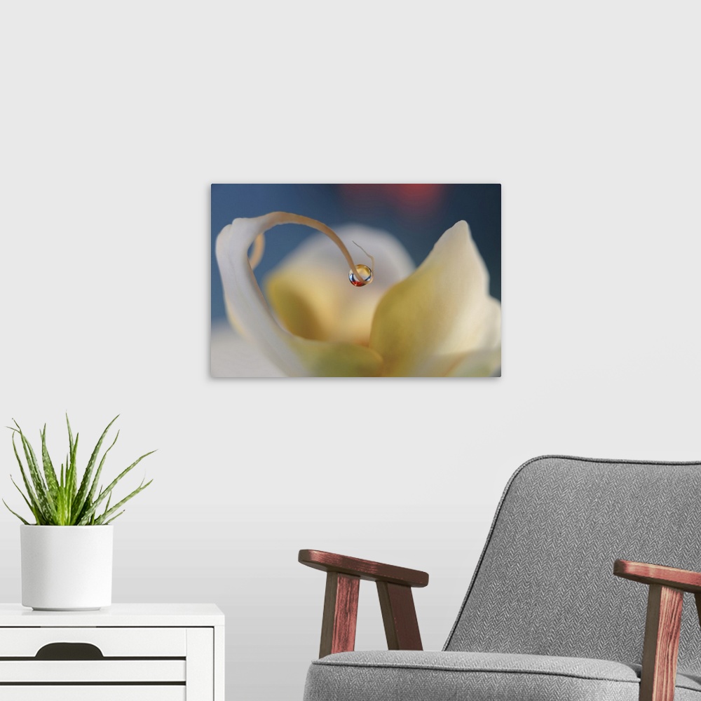 A modern room featuring Macro photograph of a dew drop on the edge of a flower petal, reflecting a red flower that is in ...