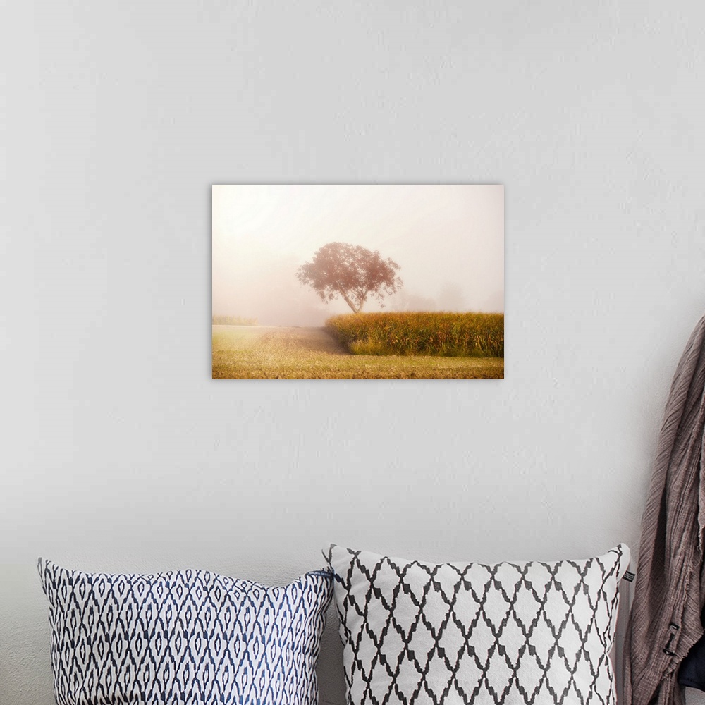 A bohemian room featuring Fog in the countryside with a cornfield and a tree