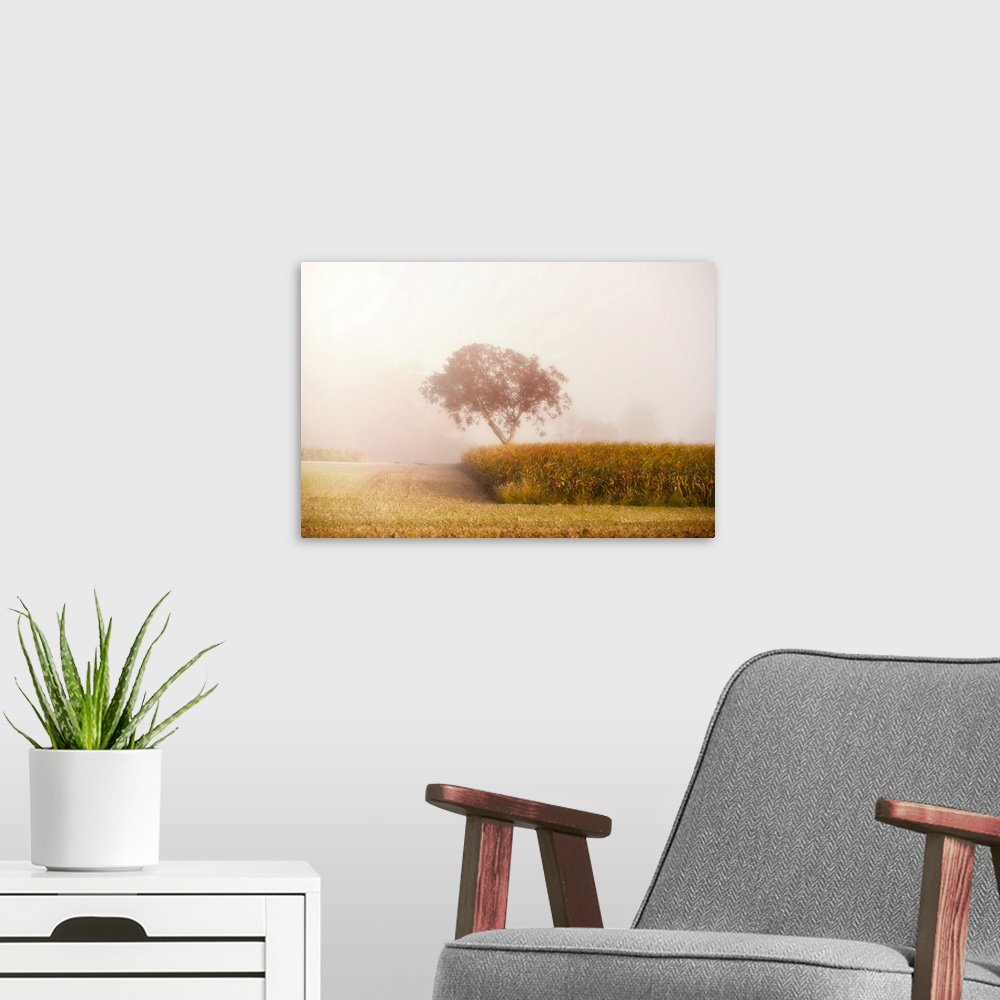 A modern room featuring Fog in the countryside with a cornfield and a tree