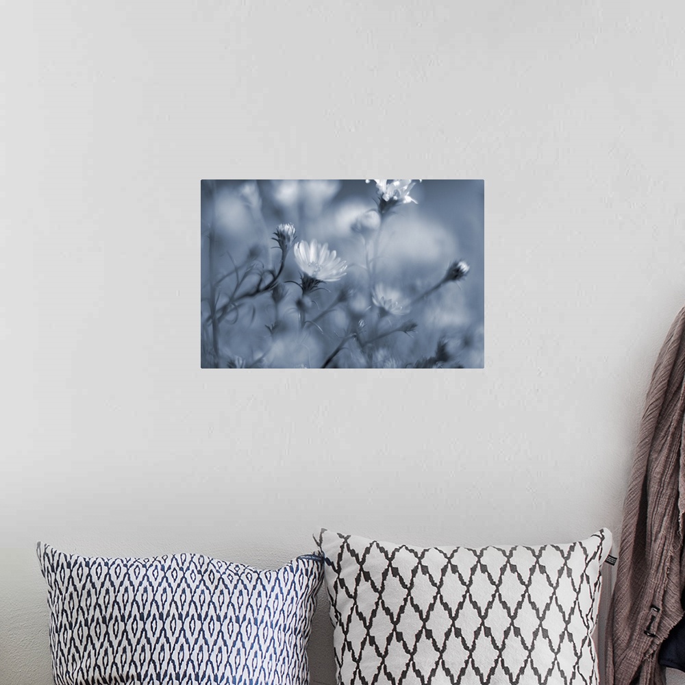 A bohemian room featuring Soft close-up of small flowers in blue cyanotype.