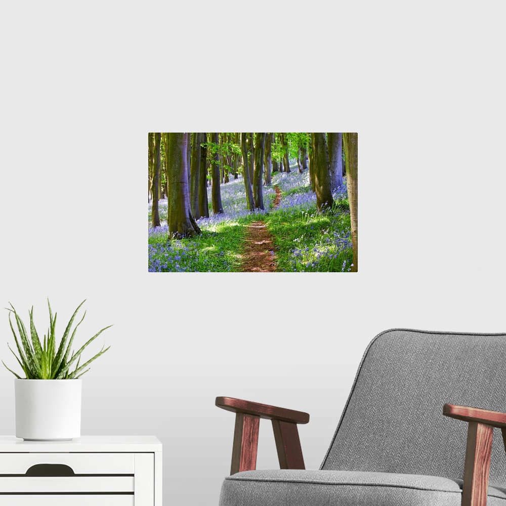 A modern room featuring Big photograph focuses on a small dirt path traveling down a dense woodland that is filled with t...