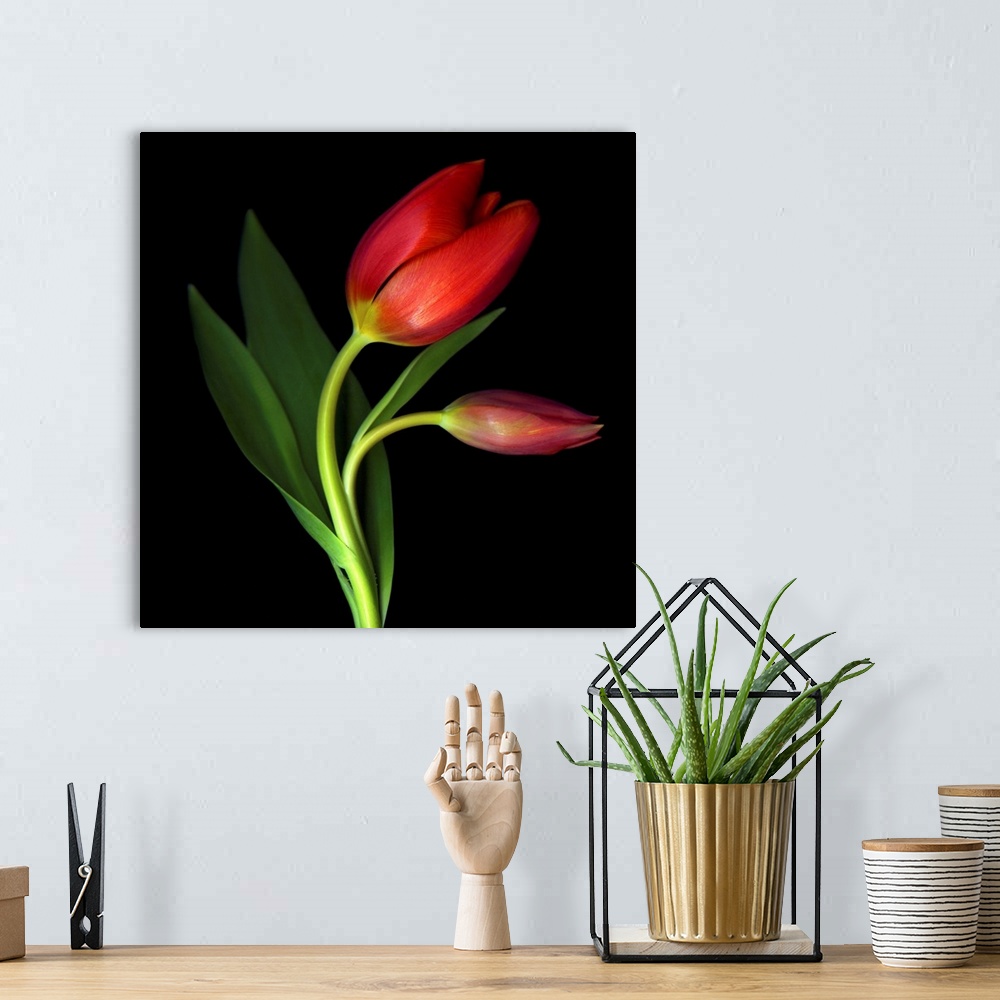 A bohemian room featuring A still photograph taken of two red tulips against a black background. One tulip has begun to blo...
