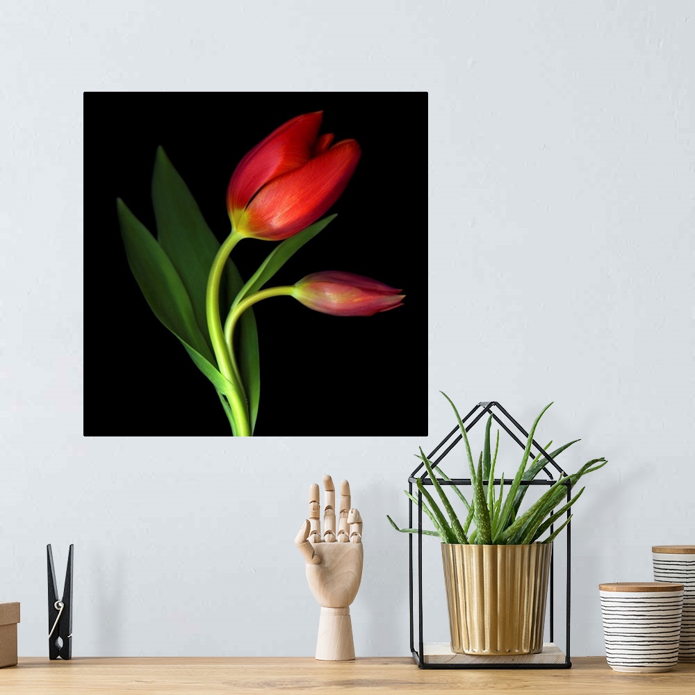 A bohemian room featuring A still photograph taken of two red tulips against a black background. One tulip has begun to blo...