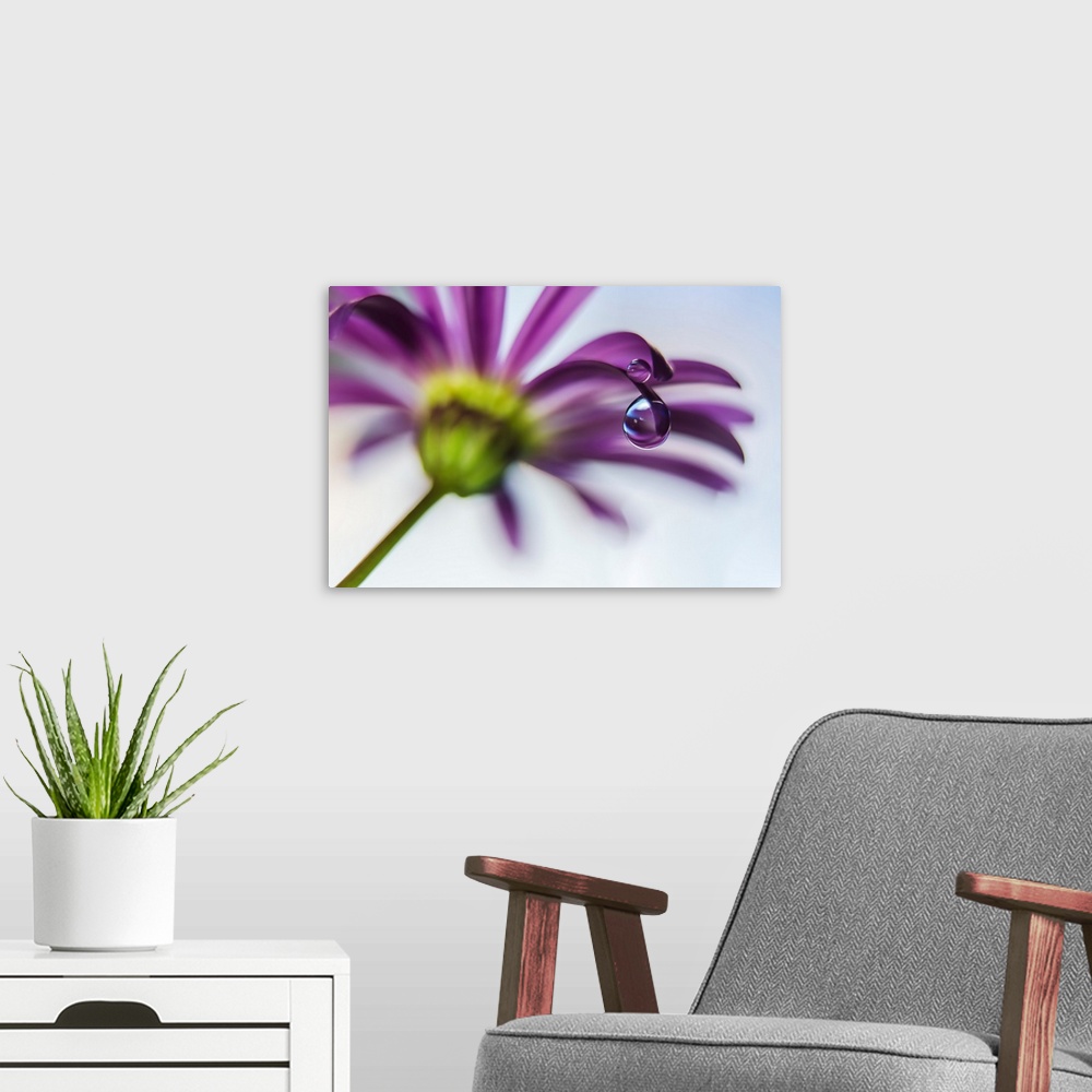 A modern room featuring Macro photograph of a water droplet on a purple flower petal with a shallow depth of field.