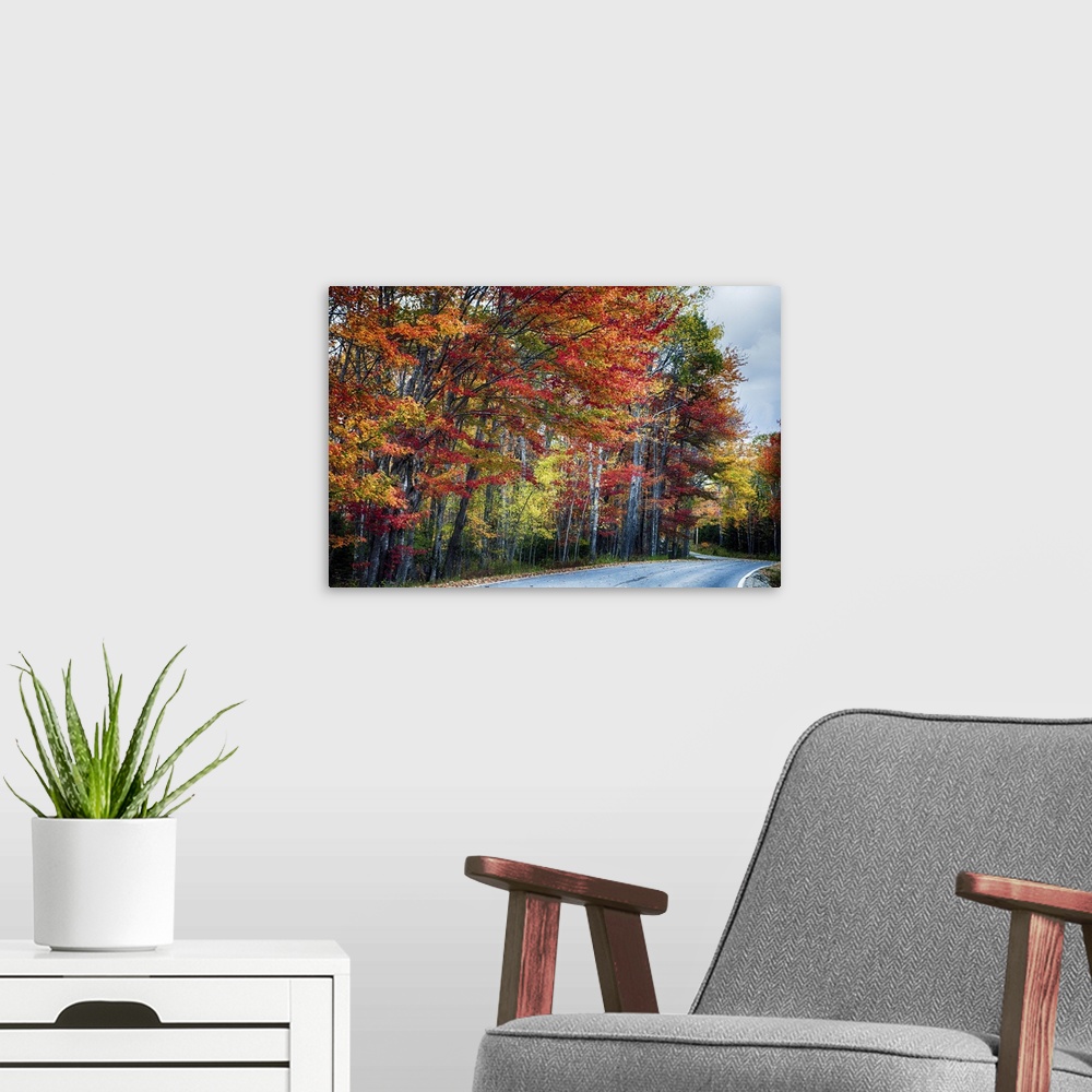 A modern room featuring A road along the edge of a forest with colorful trees in fall colors in Acadia, Maine.