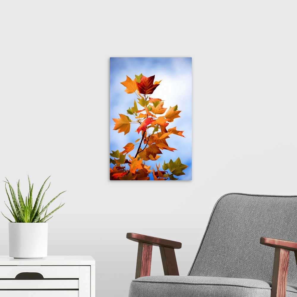 A modern room featuring A photograph of autumn leaves on a branch against a blue sky.