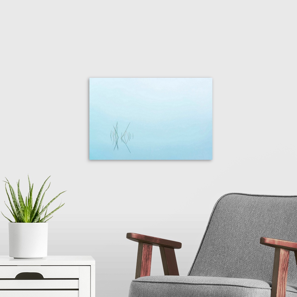 A modern room featuring Small group of reeds growing in the water, through a thick veil of mist.