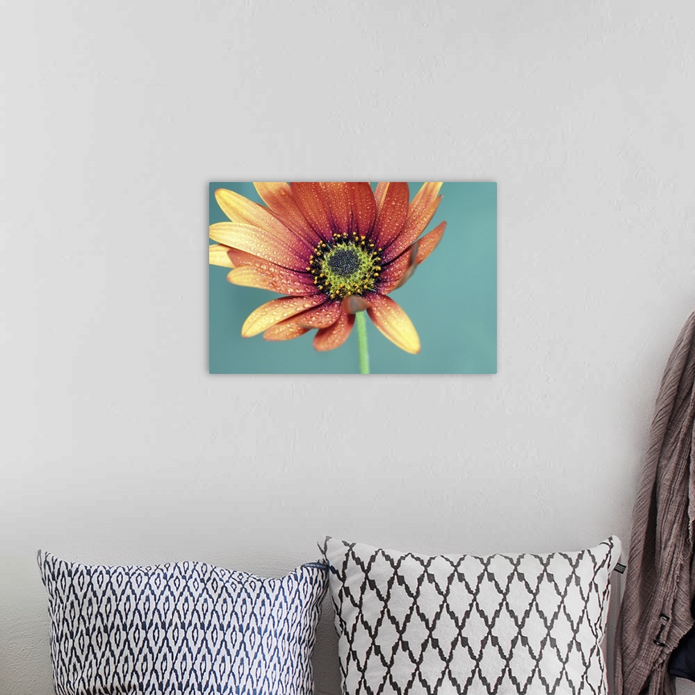 A bohemian room featuring Drops of water on the petals of an African daisy.