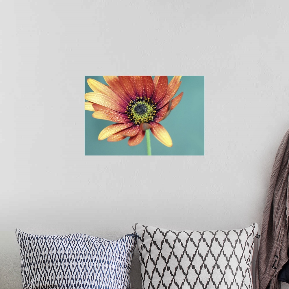 A bohemian room featuring Drops of water on the petals of an African daisy.