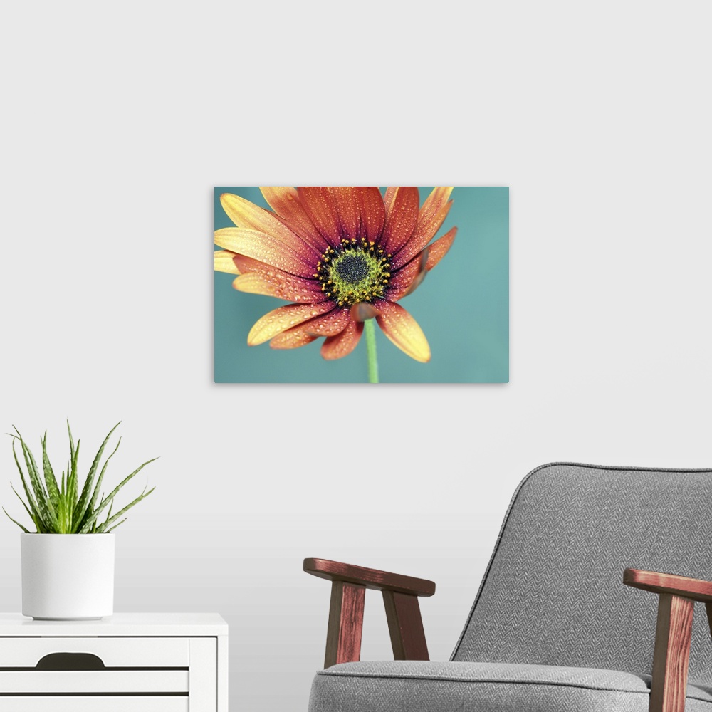 A modern room featuring Drops of water on the petals of an African daisy.