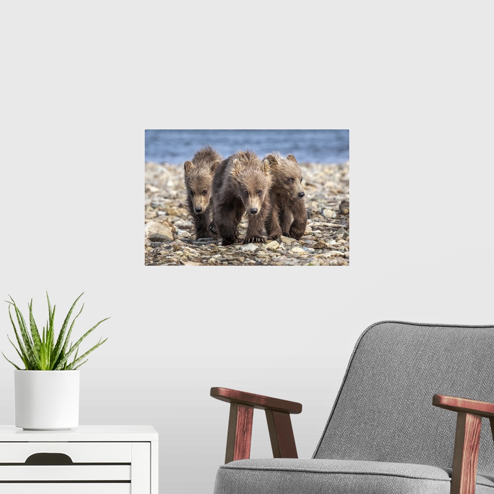 A modern room featuring USA, Alaska, Katmai National Park, Brown Bear (Ursus arctos)