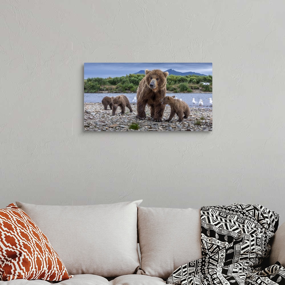 A bohemian room featuring USA, Alaska, Katmai National Park, Brown Bear (Ursus arctos)