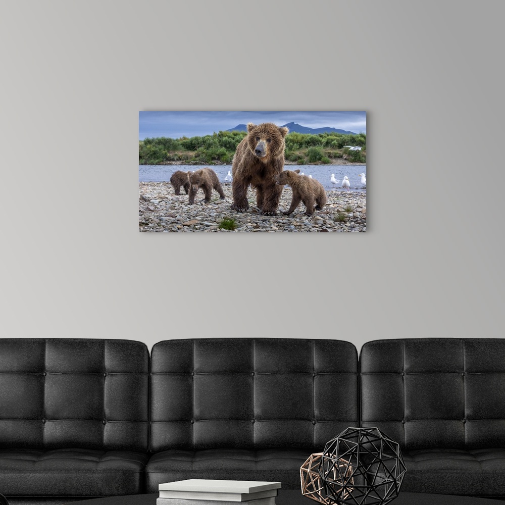 A modern room featuring USA, Alaska, Katmai National Park, Brown Bear (Ursus arctos)