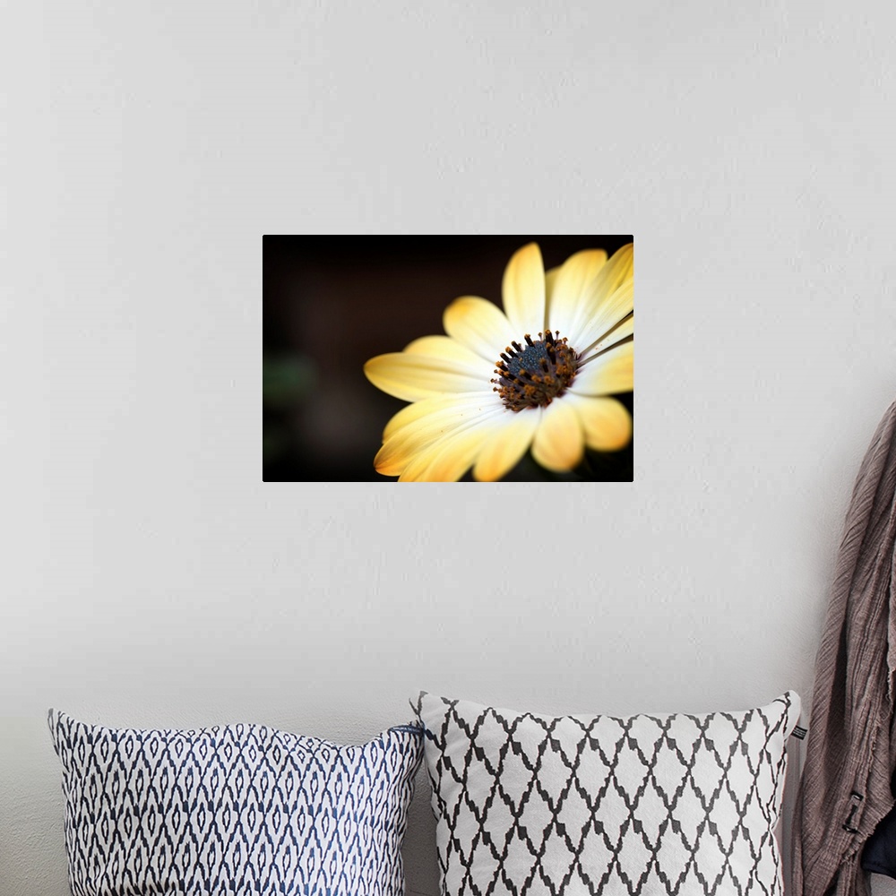 A bohemian room featuring Extreme close-up photograph of a pale yellow flowers.