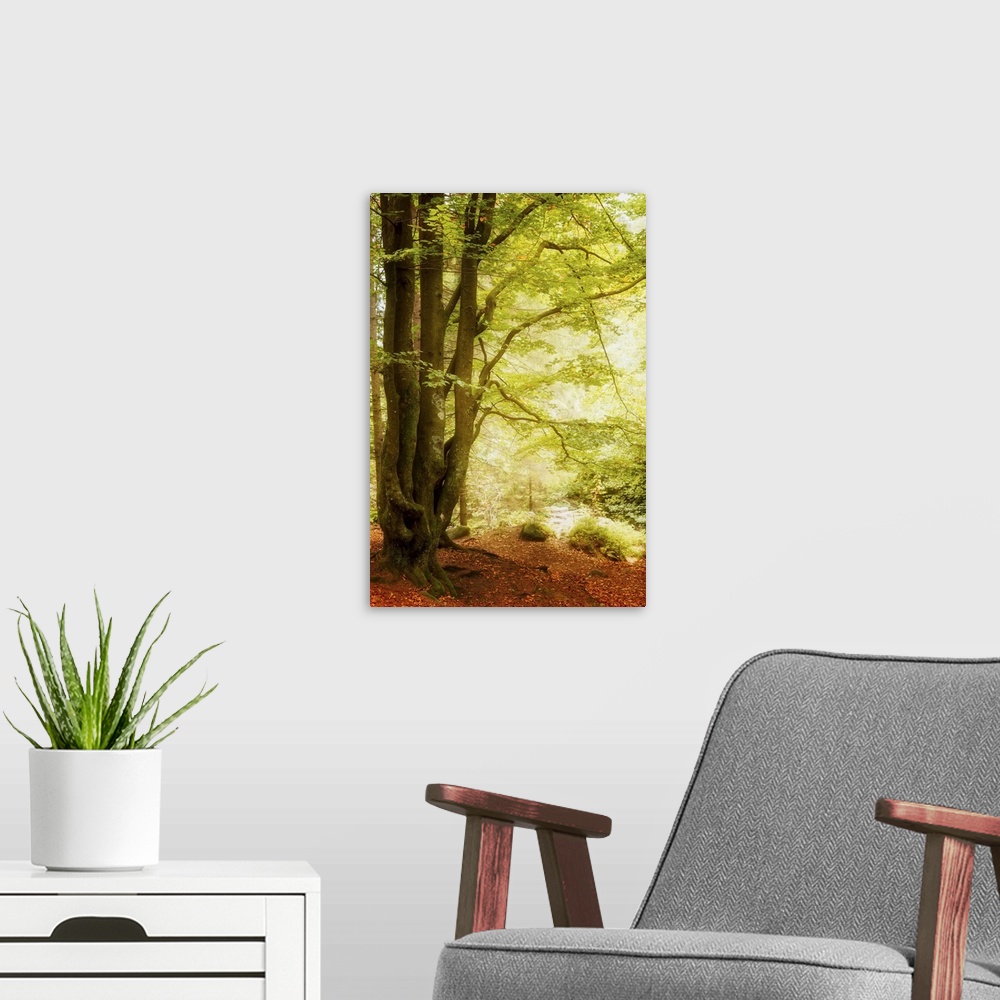 A modern room featuring A tall tree with verdant branches hanging over the forest floor covered with red leaves.