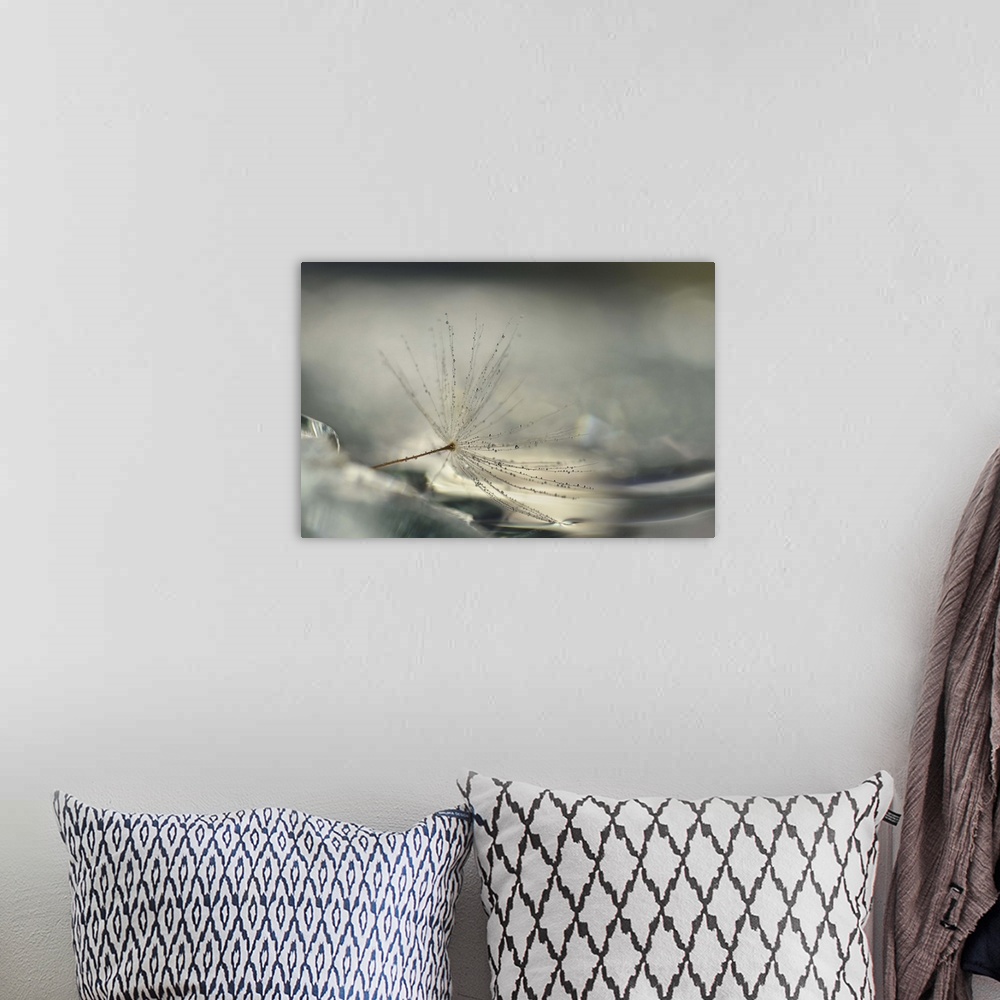 A bohemian room featuring A macro photograph of a seed head against an abstract gray background.