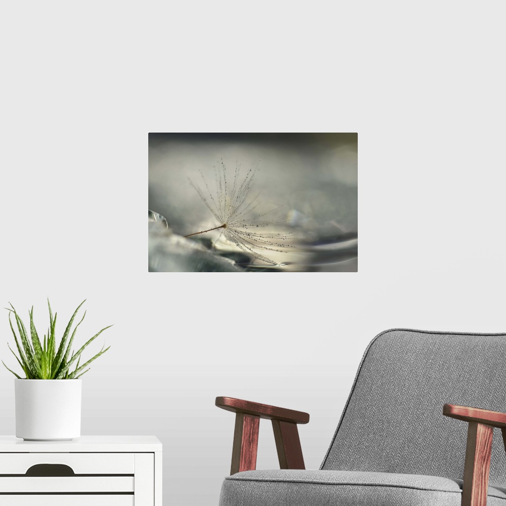 A modern room featuring A macro photograph of a seed head against an abstract gray background.