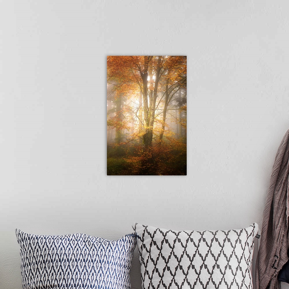 A bohemian room featuring Thick fog in a forest of slender trees with orange leaves.