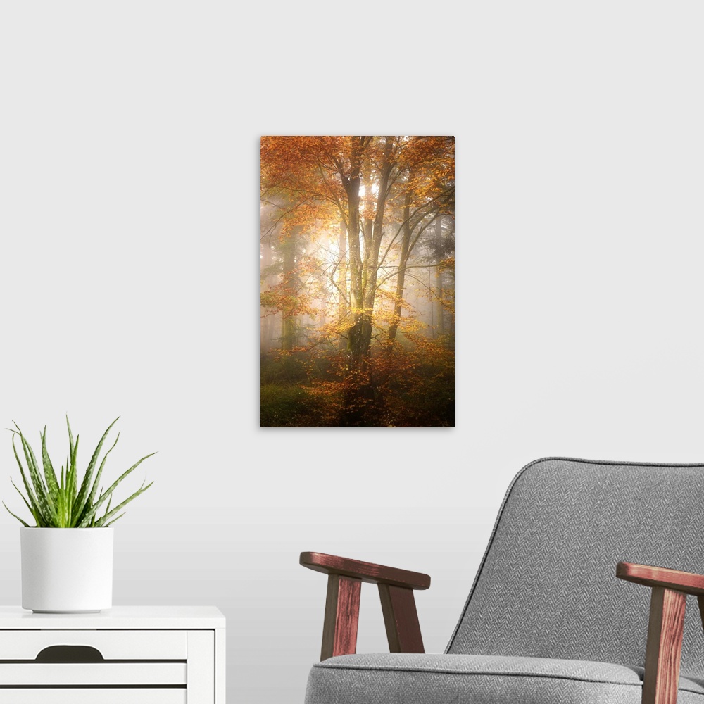 A modern room featuring Thick fog in a forest of slender trees with orange leaves.
