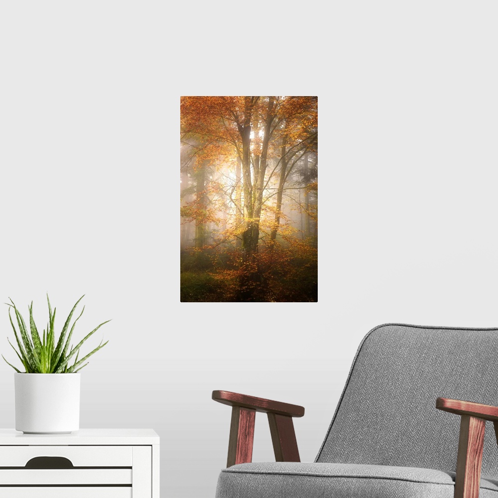 A modern room featuring Thick fog in a forest of slender trees with orange leaves.