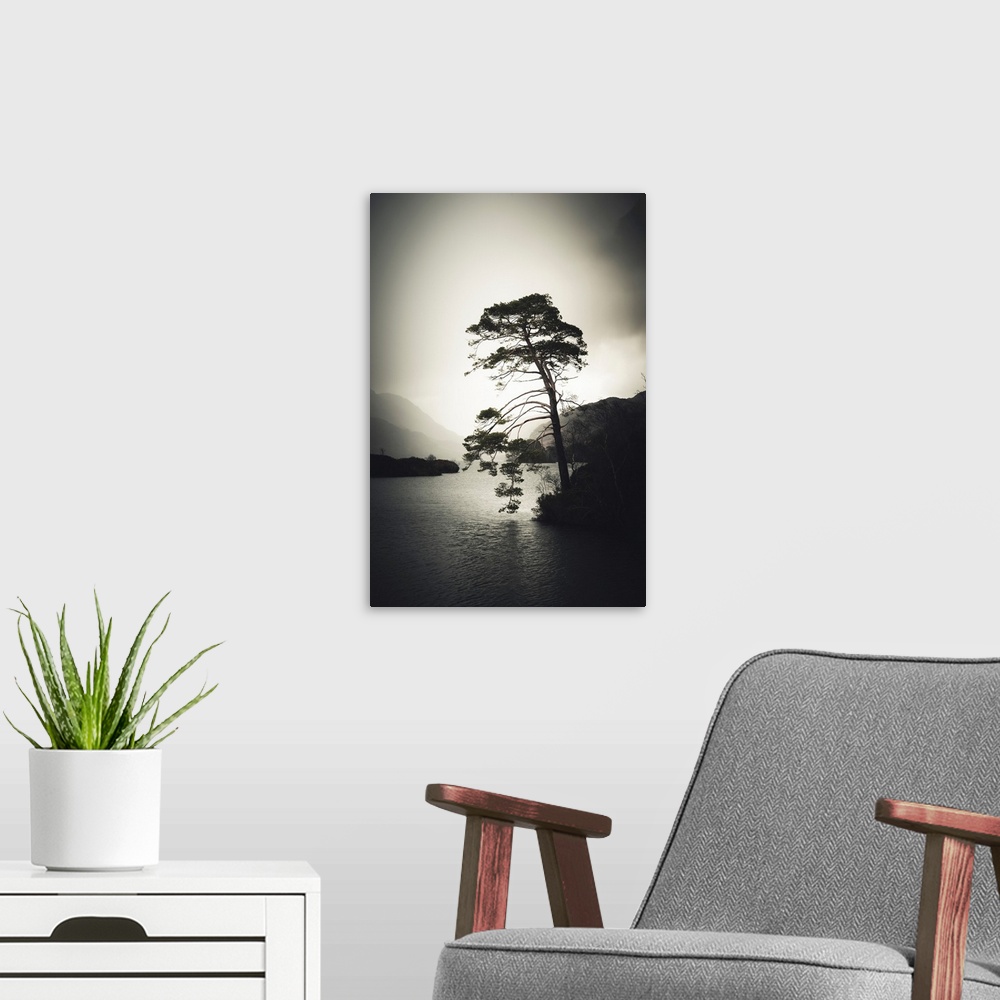 A modern room featuring An old tree by a lake in Scotland in a stormy mood