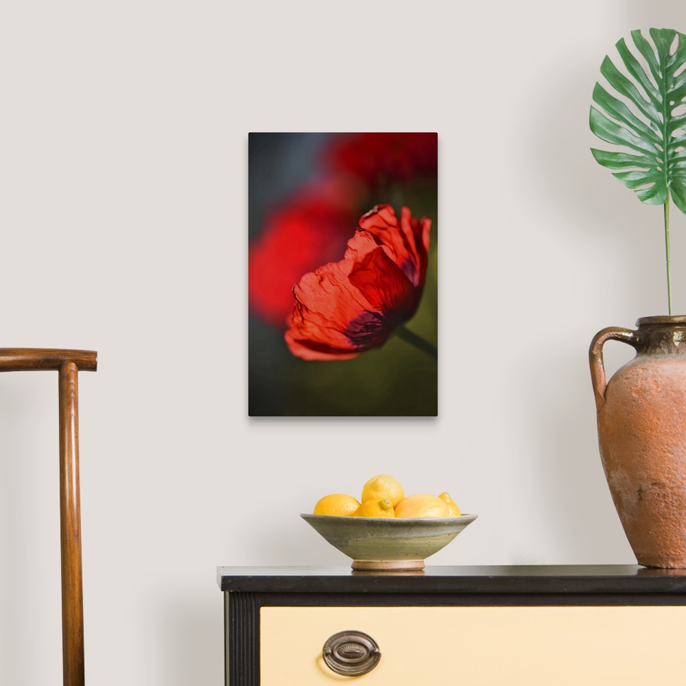 A traditional room featuring Closeup of a red poppy in my garden.