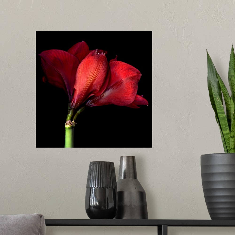A modern room featuring Beautiful red Amaryllis.