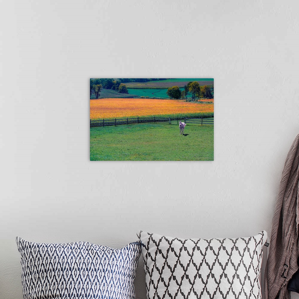 A bohemian room featuring A horse in a pasture with yellow crops in the background.