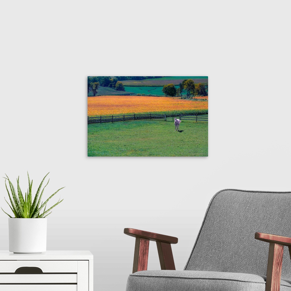 A modern room featuring A horse in a pasture with yellow crops in the background.