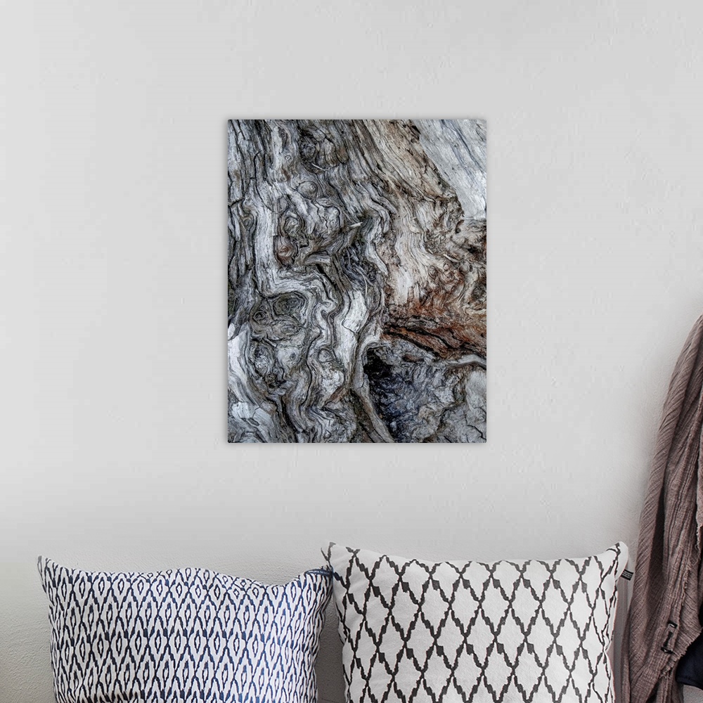A bohemian room featuring Fine art photo of gnarled bark on an old tree, close up.