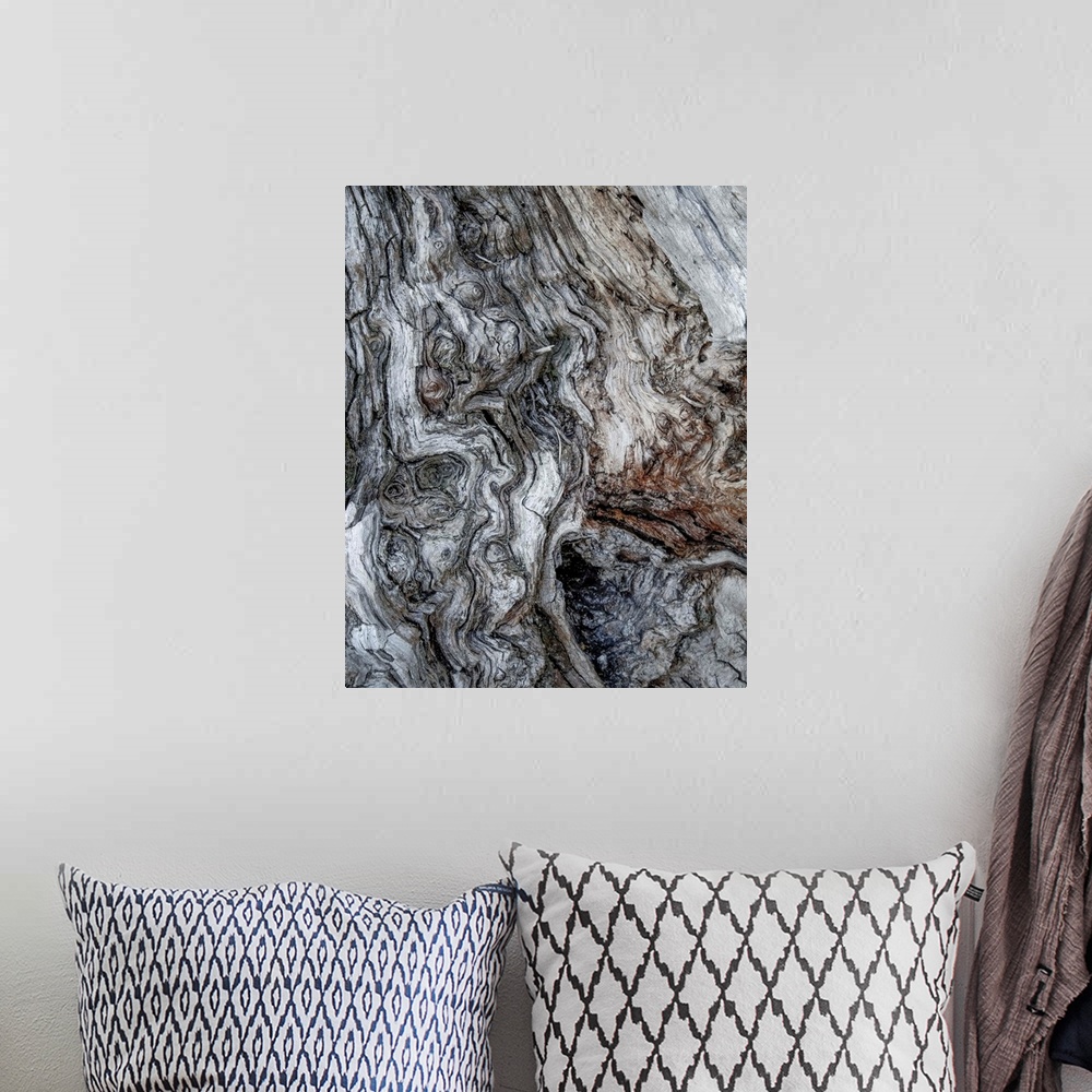 A bohemian room featuring Fine art photo of gnarled bark on an old tree, close up.