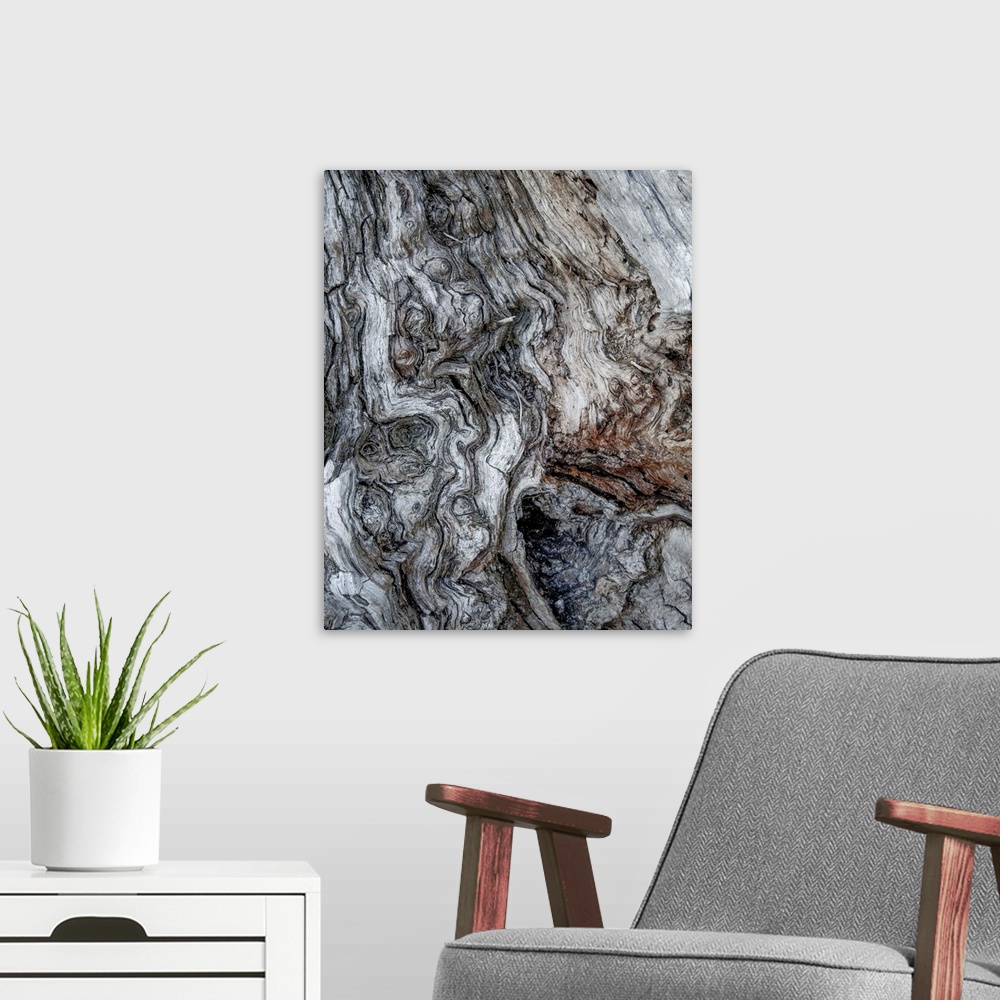 A modern room featuring Fine art photo of gnarled bark on an old tree, close up.