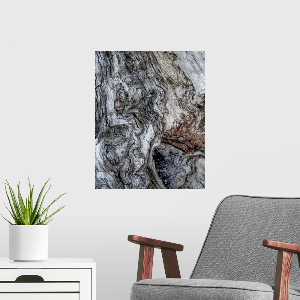 A modern room featuring Fine art photo of gnarled bark on an old tree, close up.