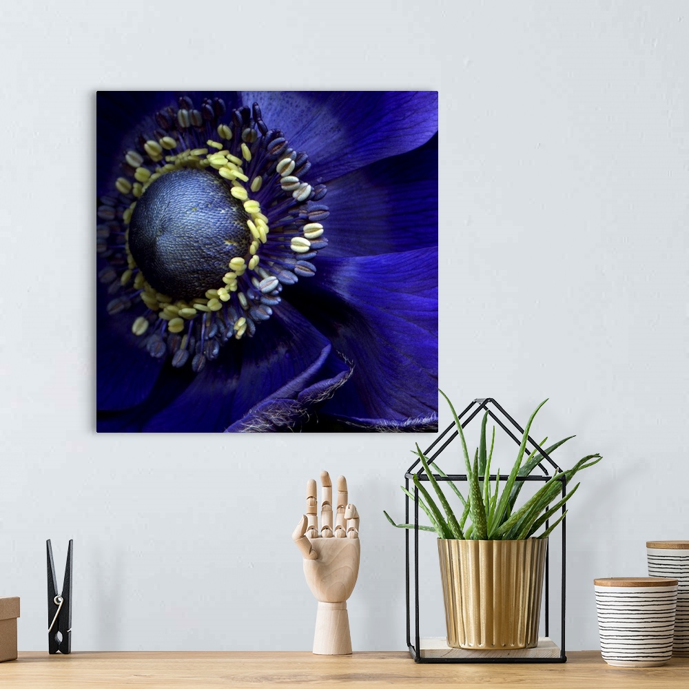 A bohemian room featuring Close up of a blue anemone flower.