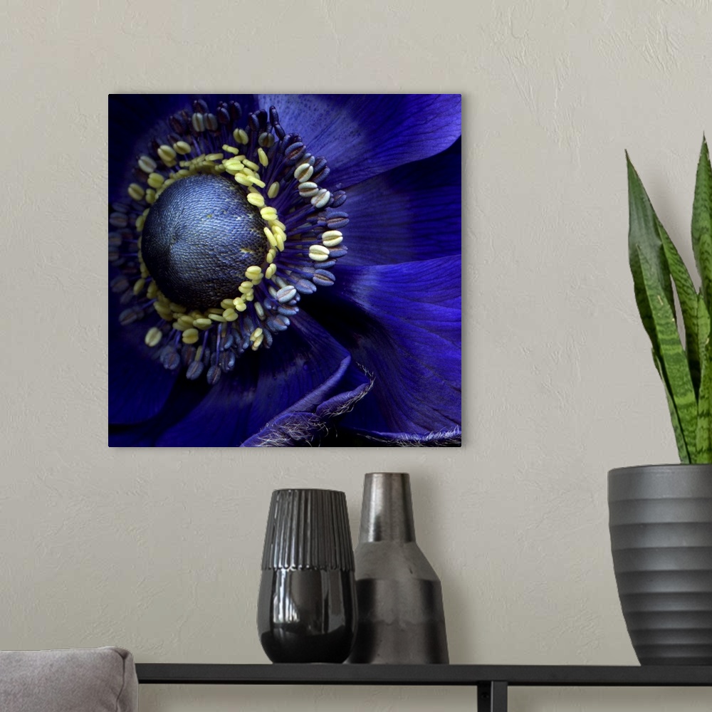 A modern room featuring Close up of a blue anemone flower.