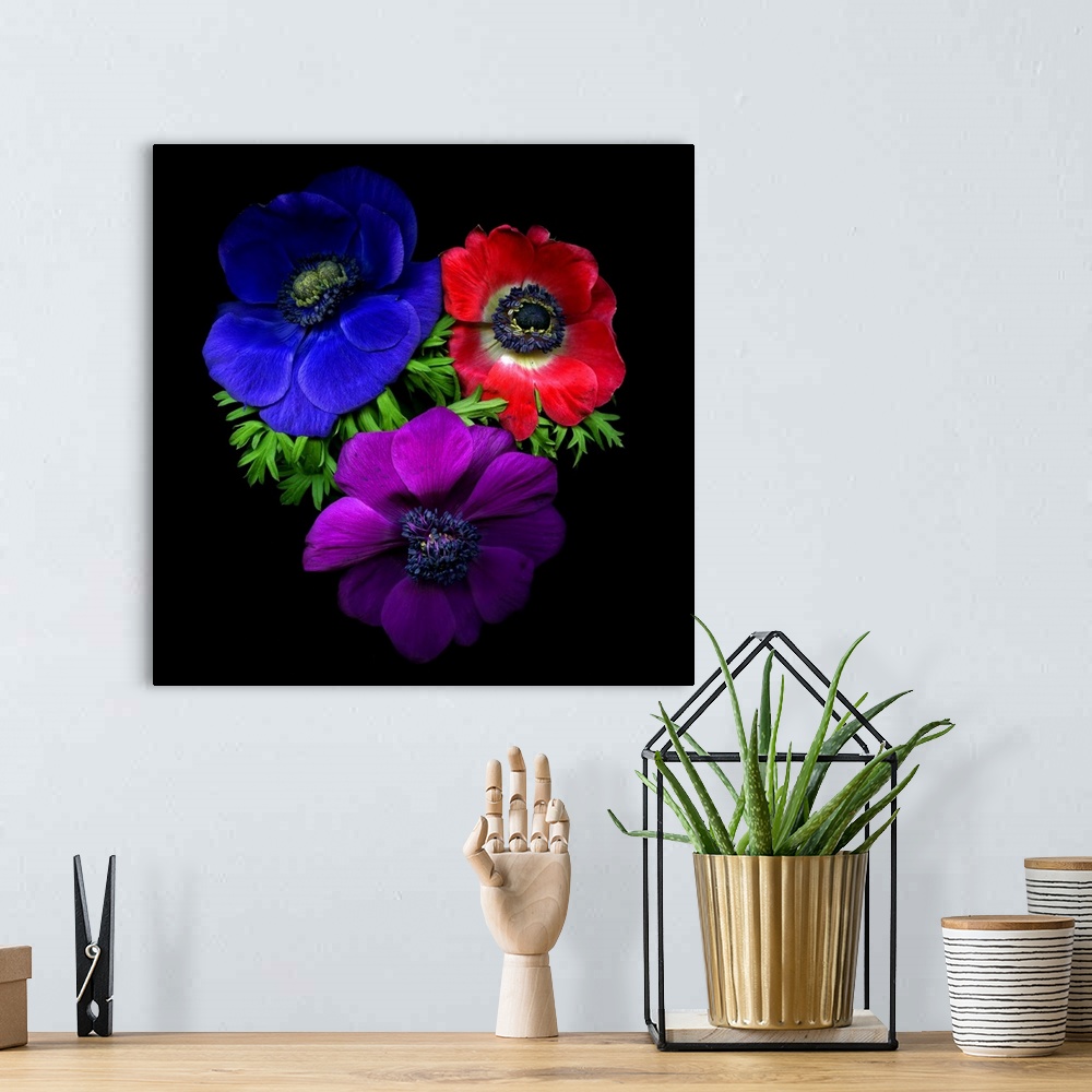 A bohemian room featuring 3 anemone flowers, blue, red and purple